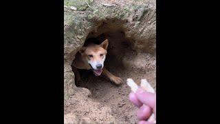 Two native pastoral dogs found in rural native dogs. Dogs outdoors. Chinese pastoral dogs.