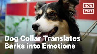 Smart Dog Collar Interprets Pet’s Emotions