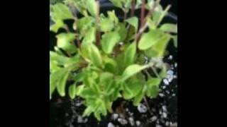 Oregano vs. Marjoram -- Mint Family Perennial Herbs In Kitchen Garden