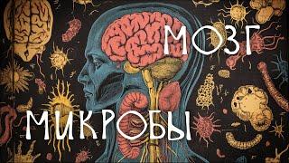 КАК БАКТЕРИИ УПРАВЛЯЮТ МОЗГОМ [Мозг и микробиом ч.2]