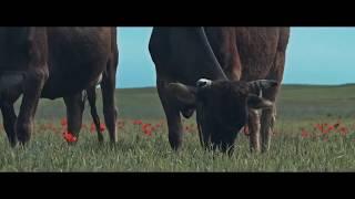 Halal Meat of Kazakhstan - Taraz Slaughterhouse