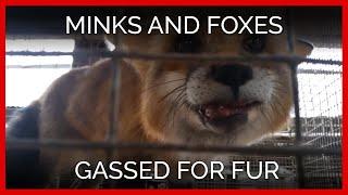 Minks and Foxes Gassed en Masse