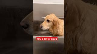 It’s so important to dry your Oatmeal-osaurus Rex! #DryDog #dogearinfection #FunnyDog