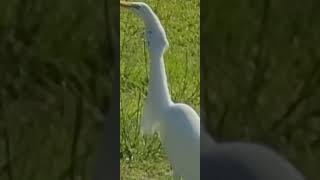 Humans can't do this  Swallow a whole fish