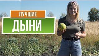 Лучшие сорта дыни для средней полосы  Советы от Garden-zoo