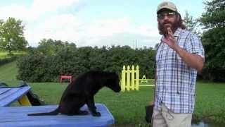 Training Your Labrador Retriever Puppy Part One