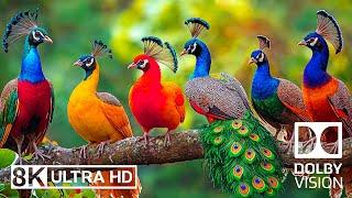 Serenity of Birds 8K  Bird Songs And Calm Melodies For Deep Rest