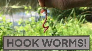 How to Hook Worms - Fishing