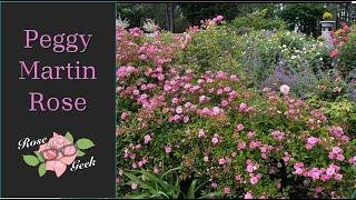  Peggy Martin Rose / Trained into a sphere shape for small spaces/ 8a