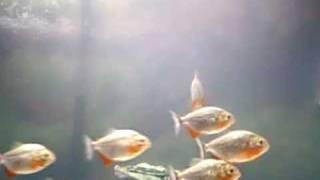 My 12 Red Belly Piranhas Vid. Pt.1