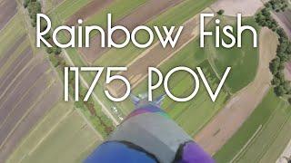 Rainbow Fish I175 POV