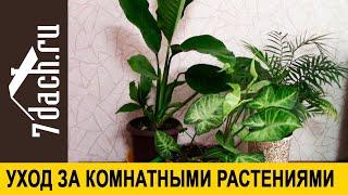 Общие принципы ухода за комнатными растениями осенью и зимой - 7 дач