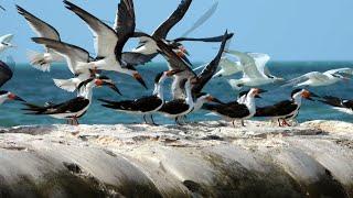 Black Skimmers