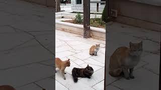 تزاوج ثلاث قطط مع قطة واحده 🫢#sorts