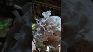 satisfying oyster mushroom harvesting #hindi song #satisfying  #oyster mushroom   harvesting