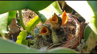 Bird Feeding Babies In Nest Box (DAY 7) - Finch VN