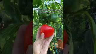 How to grow Bell peppers at home, all summer long ️