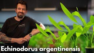 Echinodorus argentinensis | Liquid Nature Pflanzenvorstellung