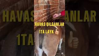 Buqacha #rek #top #trending #trend #respect #topbull #animals #bull #subscribe #farm #like