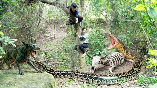 Smart DOG discovers giant ANACONDA and dry COW Skeleton - What will the female hunter do?