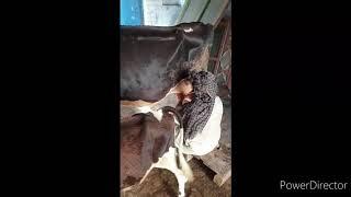 Desi style of milking cows