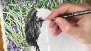 Buster | Drawing a realistic pet portrait with polychromos colour pencils (time-lapse video)