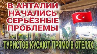 НАШЕСТВИЕ КЛОПОВ НА ТУРЕЦКИЕ КУРОРТЫ.ТУРИСТЫ И ОТЕЛЬЕРЫ В ШОКЕ.