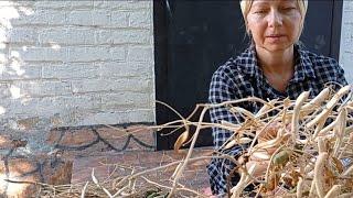 Как я живу в селе, просили немного про Серёжу,покажу где он. Нужно очистить ещё фасоль!