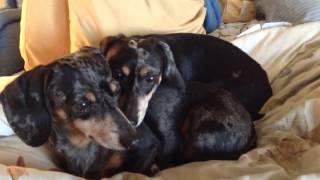 Adorable black dappled dachshund twins Sophia & Jozy