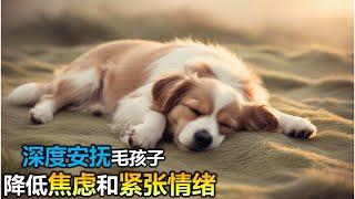 【狗狗也爱听音乐! 毛孩摇篮曲】8小时让狗狗深度放松的音乐小狗安眠音乐 宠物疗愈音乐    放松毛孩子的心情，降低焦虑和紧张情绪  放松你的狗狗  睡眠音乐 安抚放松你的狗狗