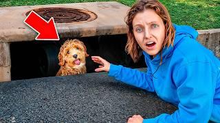 My Dog FELL INTO the SEWER!