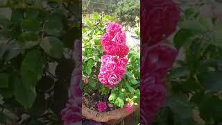 How is it guys   #terrace garden with anita#yt #rose