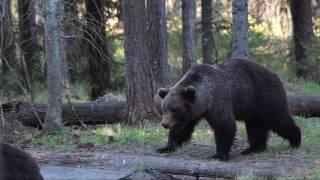 Brown bear watching in Estonia season 2016