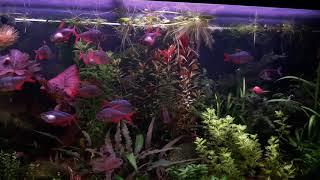 Columbian tetras