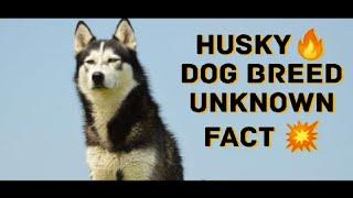 Husky  dog breed unknown facts ️