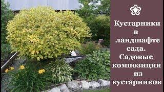  Кустарники в ландшафте сада. Садовые композиции из кустарников