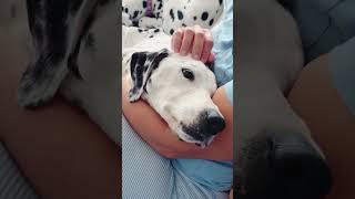 Лесяше сегодня 15,5 лет #собака #далматин #dalmatian