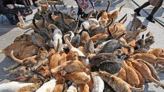 Japan's Cat Island - Incredible!