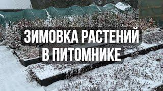 11. Зимовка растений в питомнике // Как зимуют растения в контейнерах