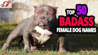  TOP 50 Badass Dog Names For Female!