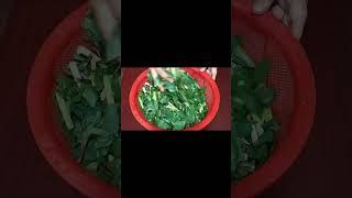 Malabar spinach cutting completed |#Shorts |Farida Akter Taslima|