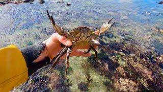 SEAFOOD STIR FRY With Foraged Wild Foods , catch clean cook