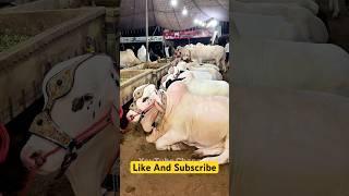 Qurbani Season 2025 Begins!  Beautiful Bulls & Cows | Mera Shauk Official