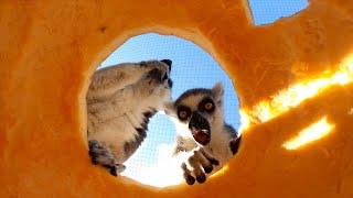 Ring-Tailed Lemurs Playing With Pumpkins