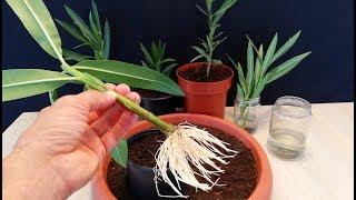 How to grow Oleander plant from cutting