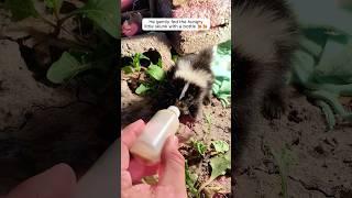 This man found a baby skunk in his backyard and then #shorts #babyanimal