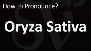 How to Pronounce Oryza Sativa? (CORRECTLY)