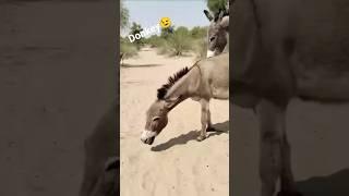 #animals​ #nature​ #donkey​ #tharparkarbeauty​ #funny​ #cow​ #wildlife​ #sad​ #tharpaker​