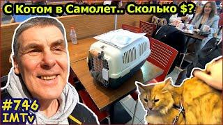 С Котом в самолет Сколько Стоит? Аэропорт Анталья турция