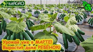 УРОЖАЙ ОГУРЦОВ УЖЕ В МАРТЕ! Без огорода и теплицы - под 30 кг огурцов с нескольких растений.